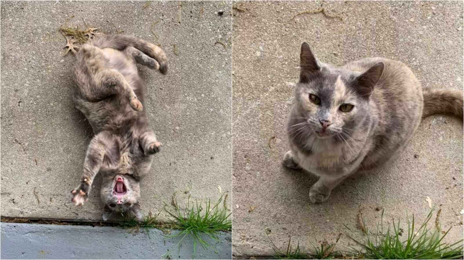 Gato brincando no chão