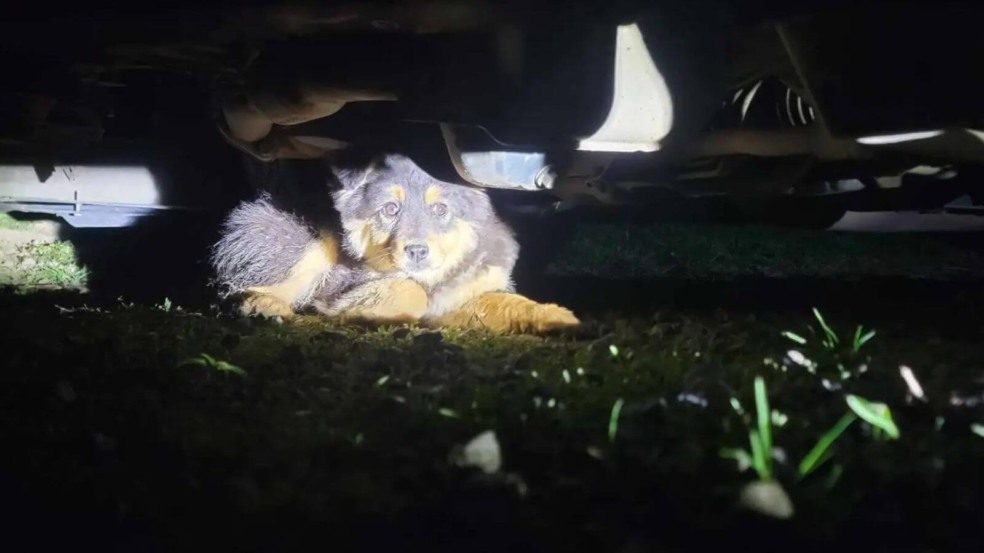 Foto: Reprodução/Facebook/Adams County Pet Rescue