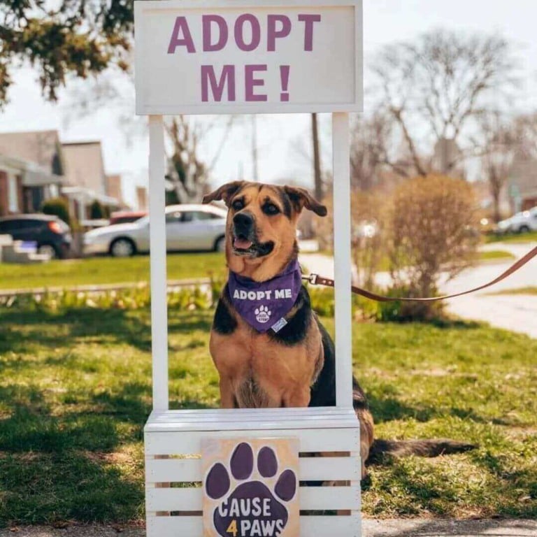Cachorro em barraquinha de adoção
