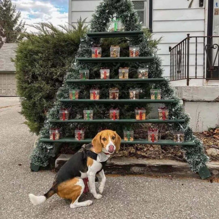 Árvore de Natal com comida de cachorro