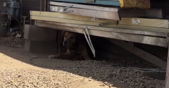 Cachorro preso com corrente
