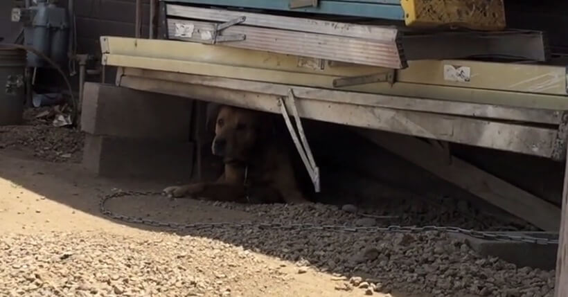 Cachorro preso com corrente