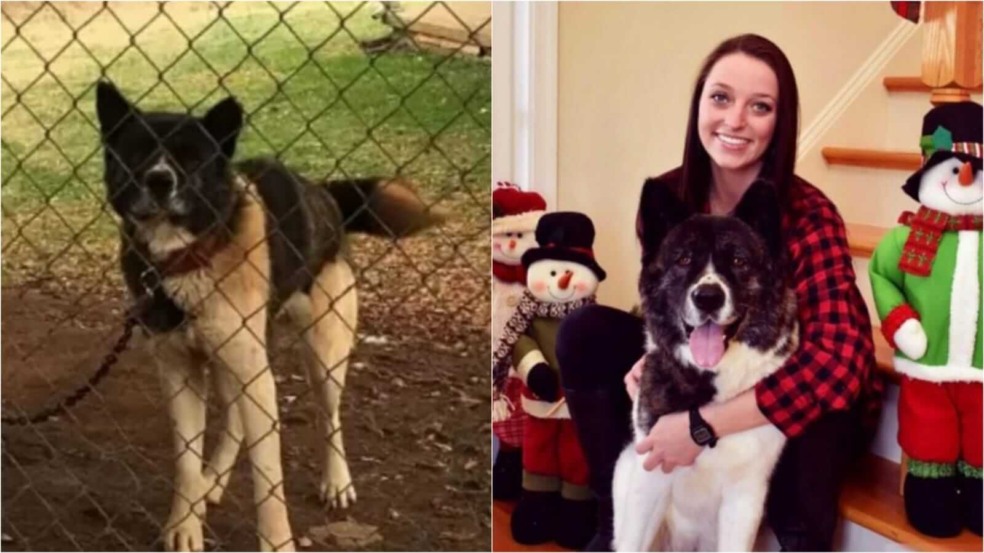 Cachorro acorrentado, mulher abraçando cachorro em escada