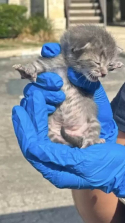 Mulher descobre bebê gatinho preso nas paredes de casa