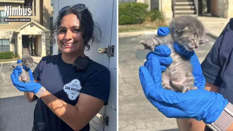 Mulher descobre bebê gatinho preso nas paredes de casa