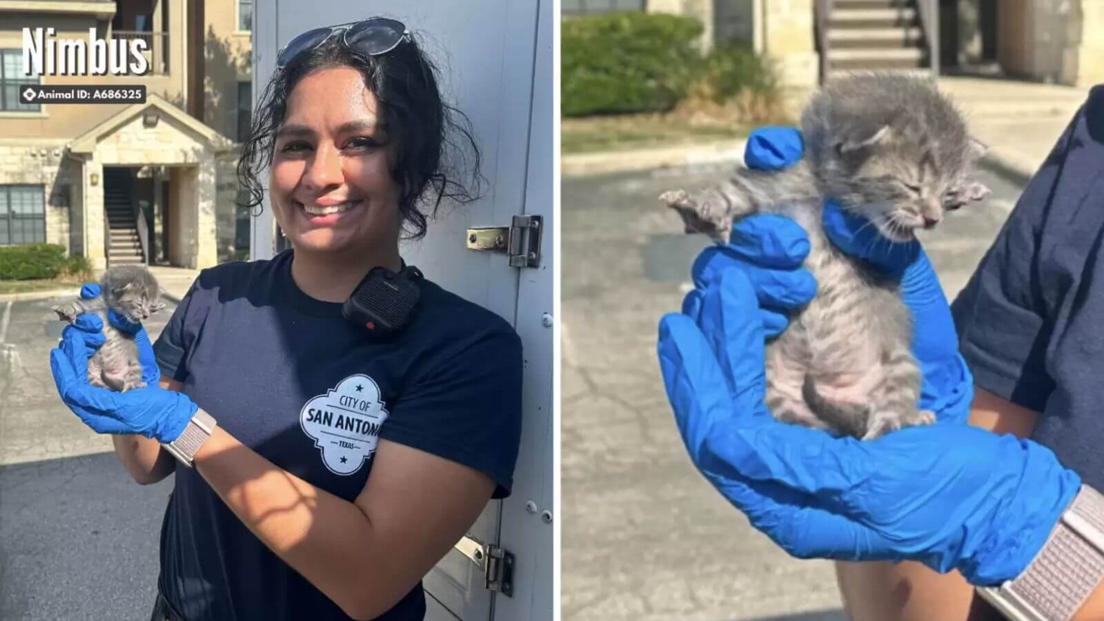 Mulher descobre bebê gatinho preso nas paredes de casa