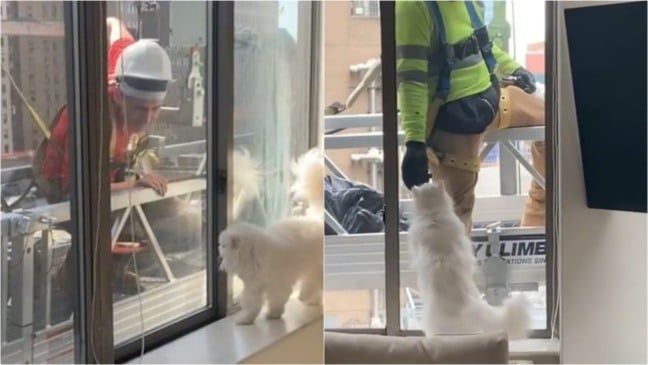 Gato com construtores em janela