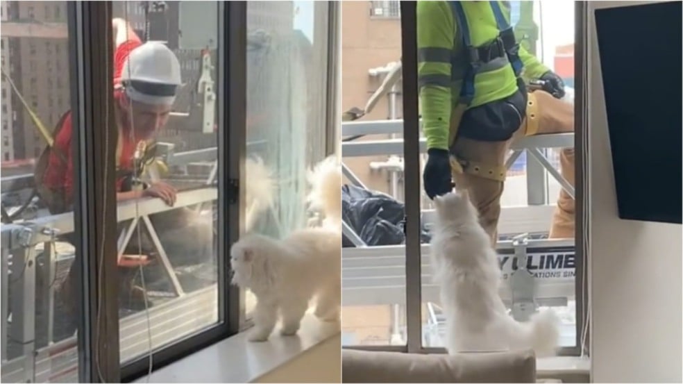 Gato com construtores em janela