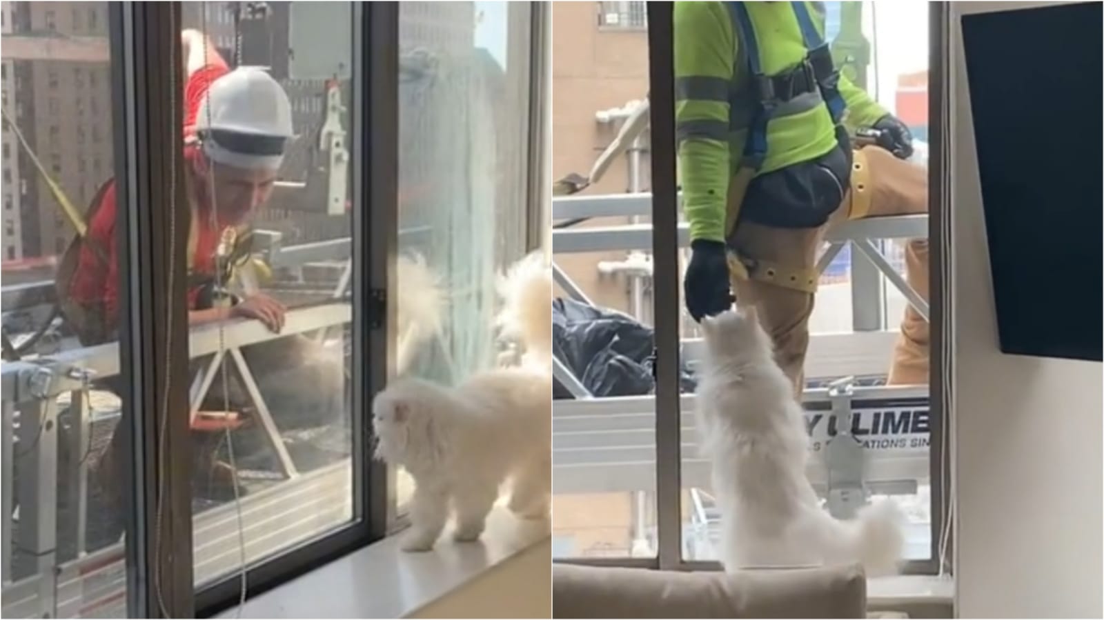 Gato com construtores em janela