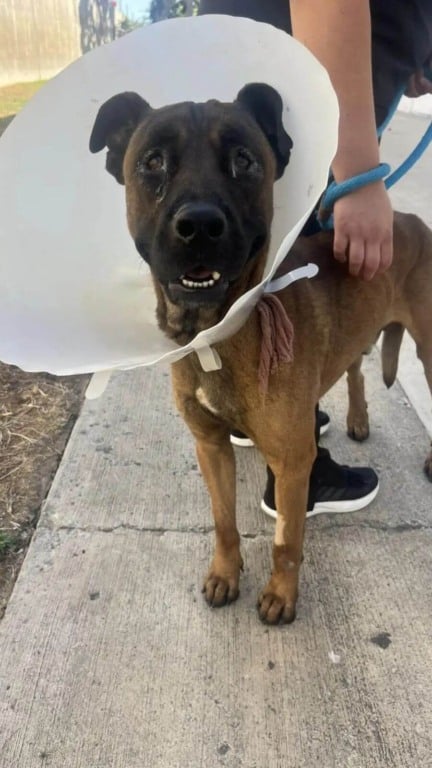 Cachorro preso abandonado em bueiro