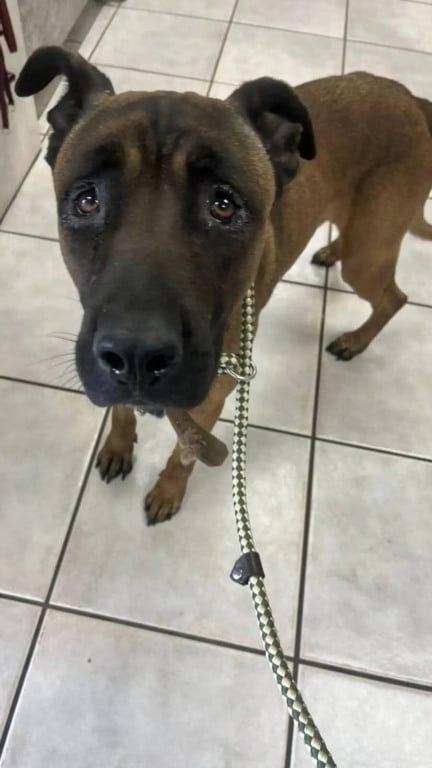 Cachorro preso abandonado em bueiro