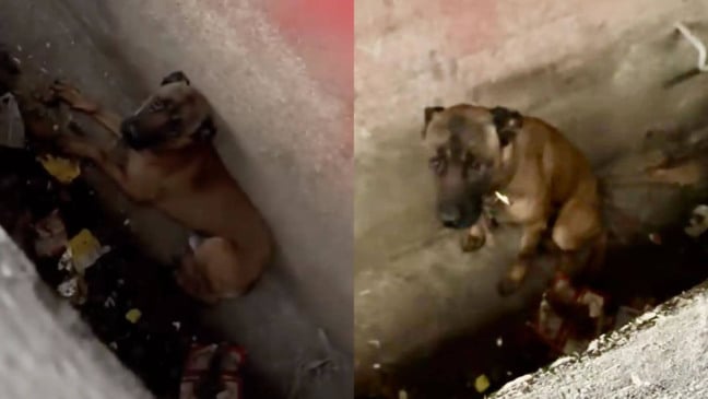 Cachorro preso abandonado em bueiro