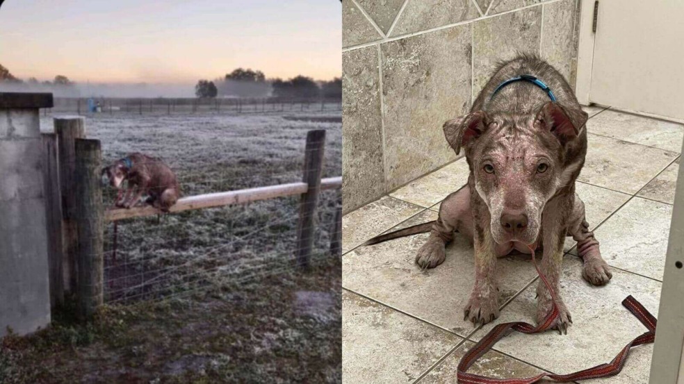 Mulher encontra cachorro sem pelos, aterrorizado e amarrado em cima de cerca