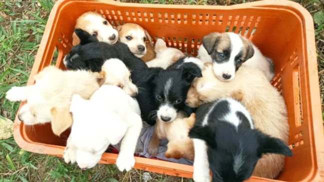 Foto: Reprodução/G1