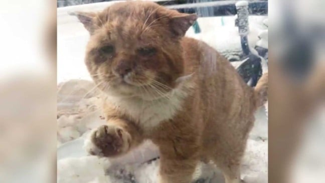 Gato laranja batendo na porta