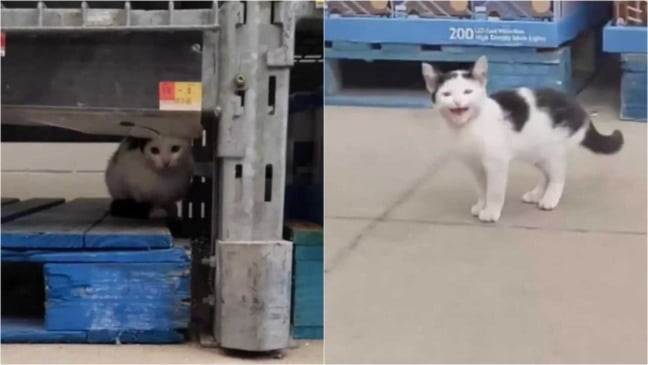 Gato em supermercado