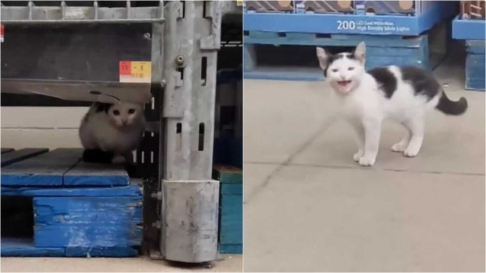 Gato em supermercado