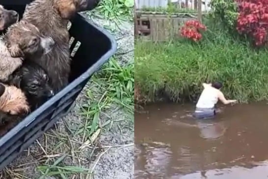 Mulher entra em córrego para salvar filhotes de cachorro