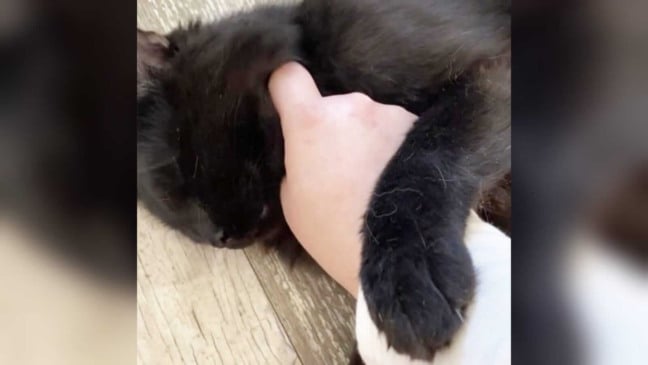 Pessoa fazendo carinho em gato preto