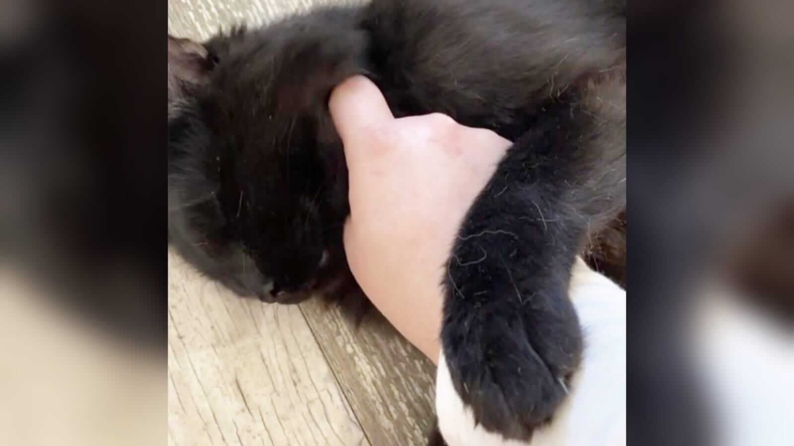 Pessoa fazendo carinho em gato preto