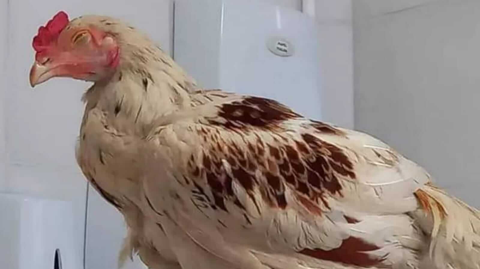 Galo desaparecido em Rio Claro