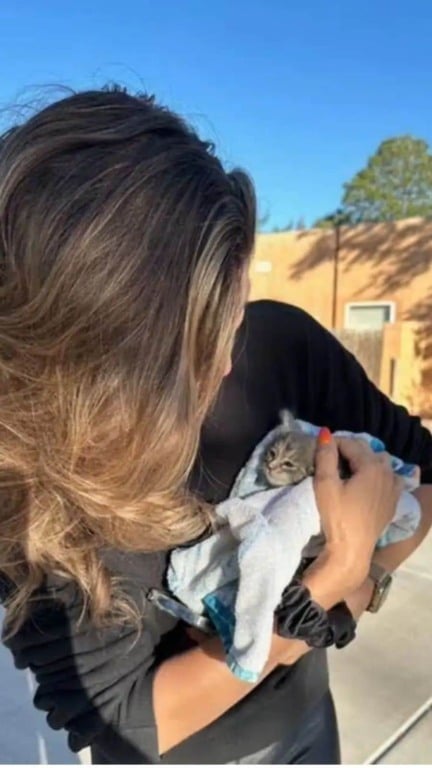 Gato encontrado em parede