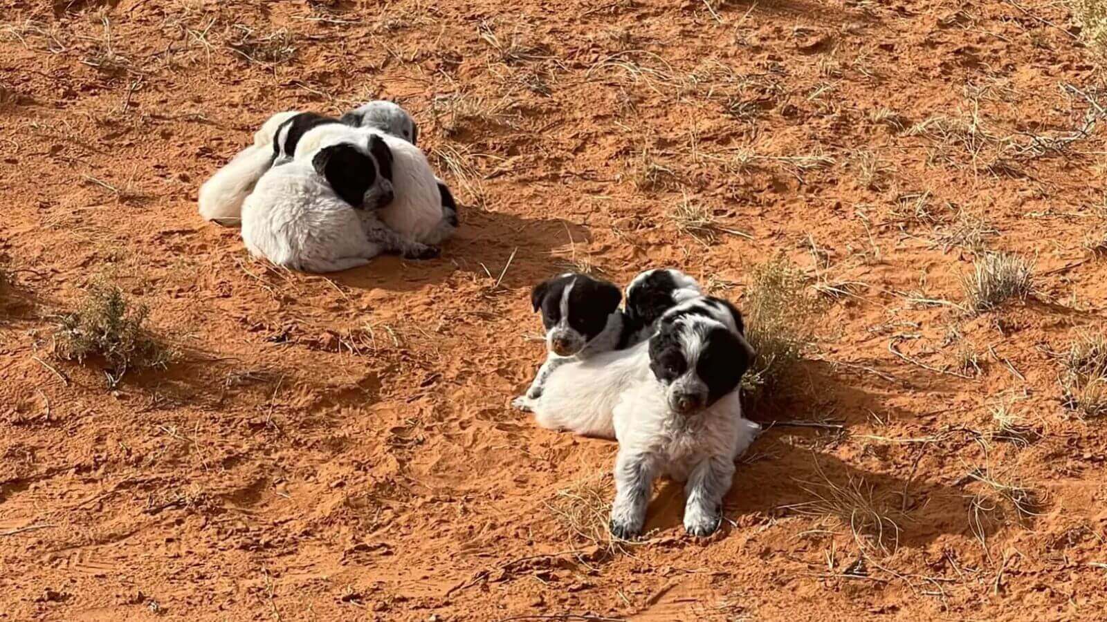 Filhotes de cachorro