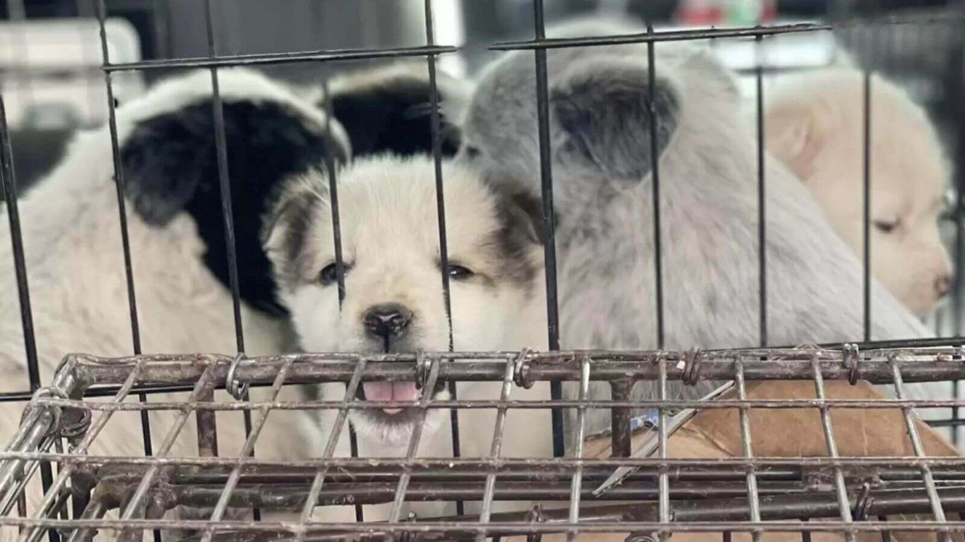 Filhotes de cachorro