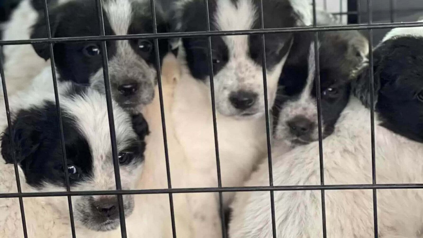 Filhotes de cachorro