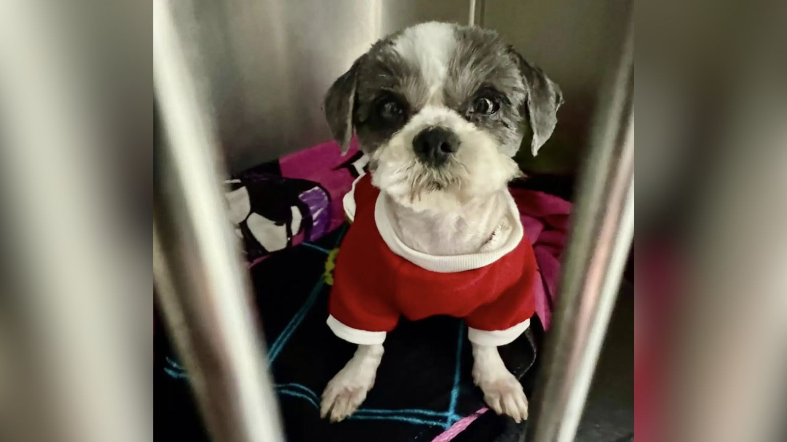 Oreo em sua nova fase