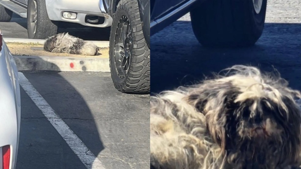 Oreo no estacionamento