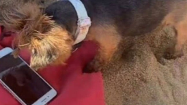 Cachorro assistindo no celular na praia