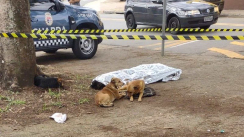 Dois dos quase vinte animais que ela tinha se despediram (Foto: Reprodução/Jornal de Jundiaí)