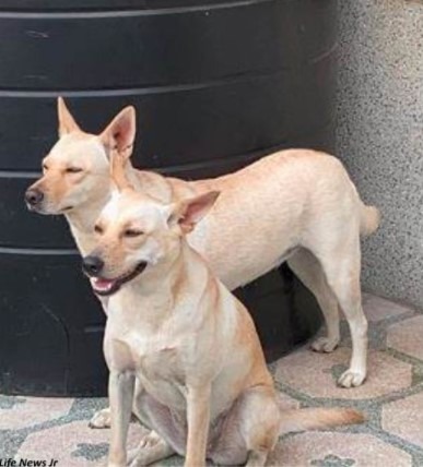 Cachorros amarelos
