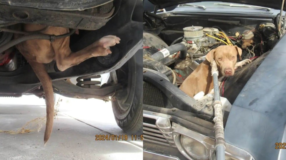 Foto: Reprodução/Arizona Humane Society