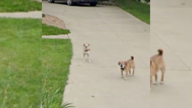 Cachorros em calçada