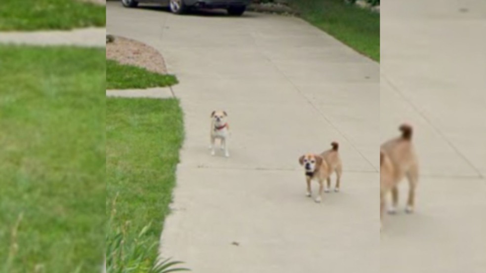 Cachorros em calçada Cachorros em calçada