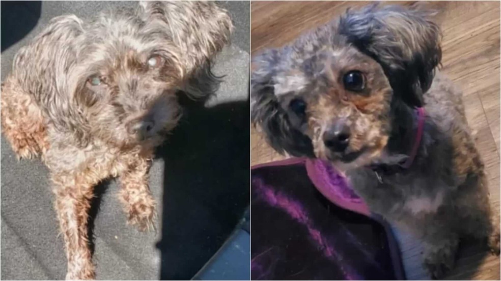 Cachorros iguais Cachorros iguais