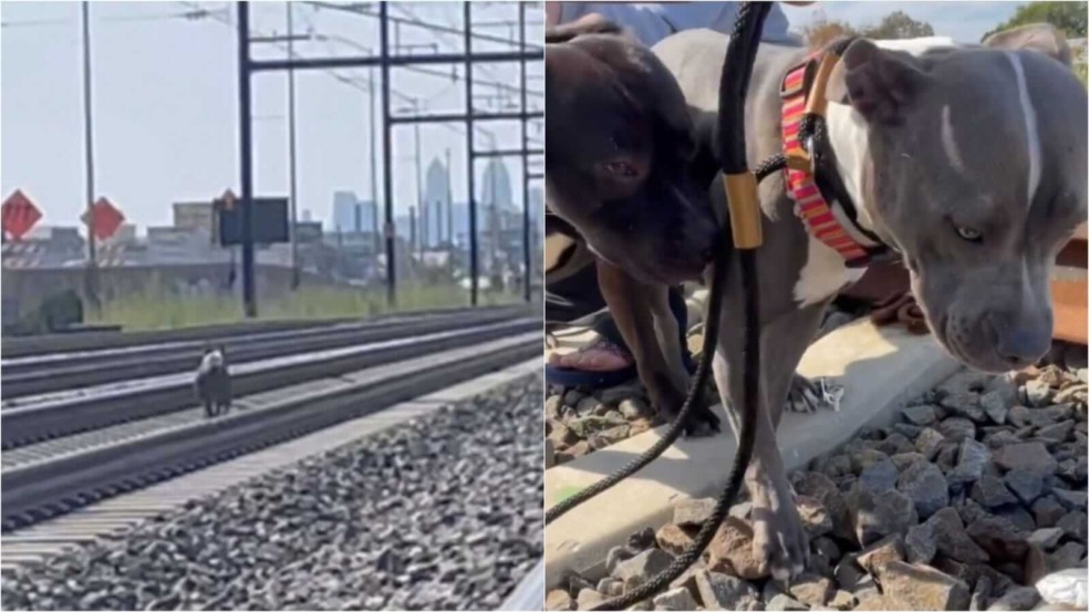 Cachorro em trilho de trem