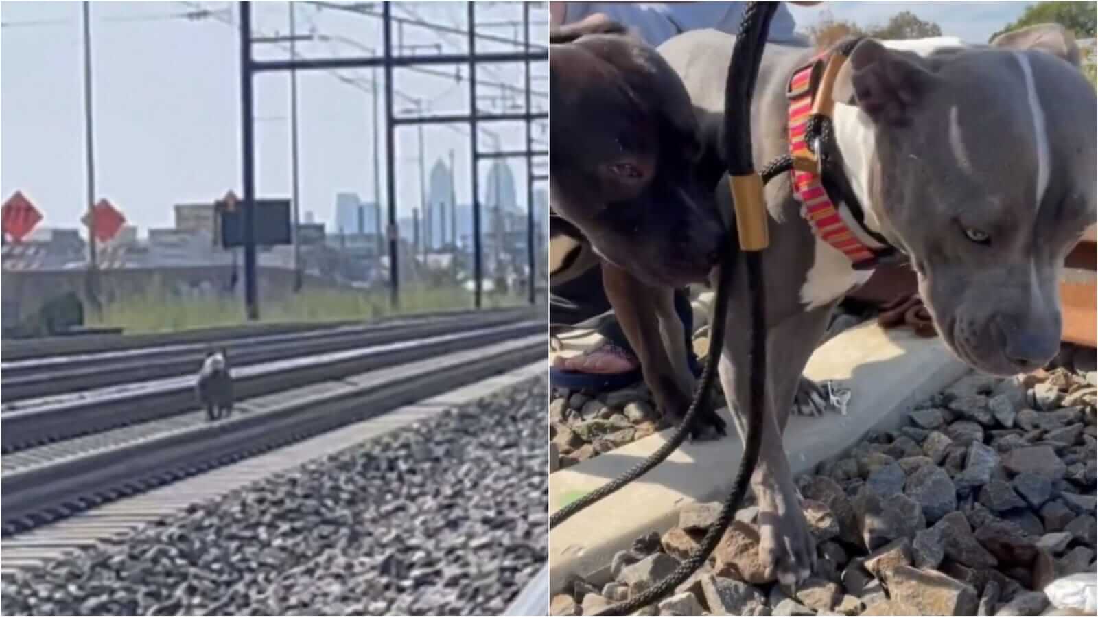 Cachorro em trilho de trem