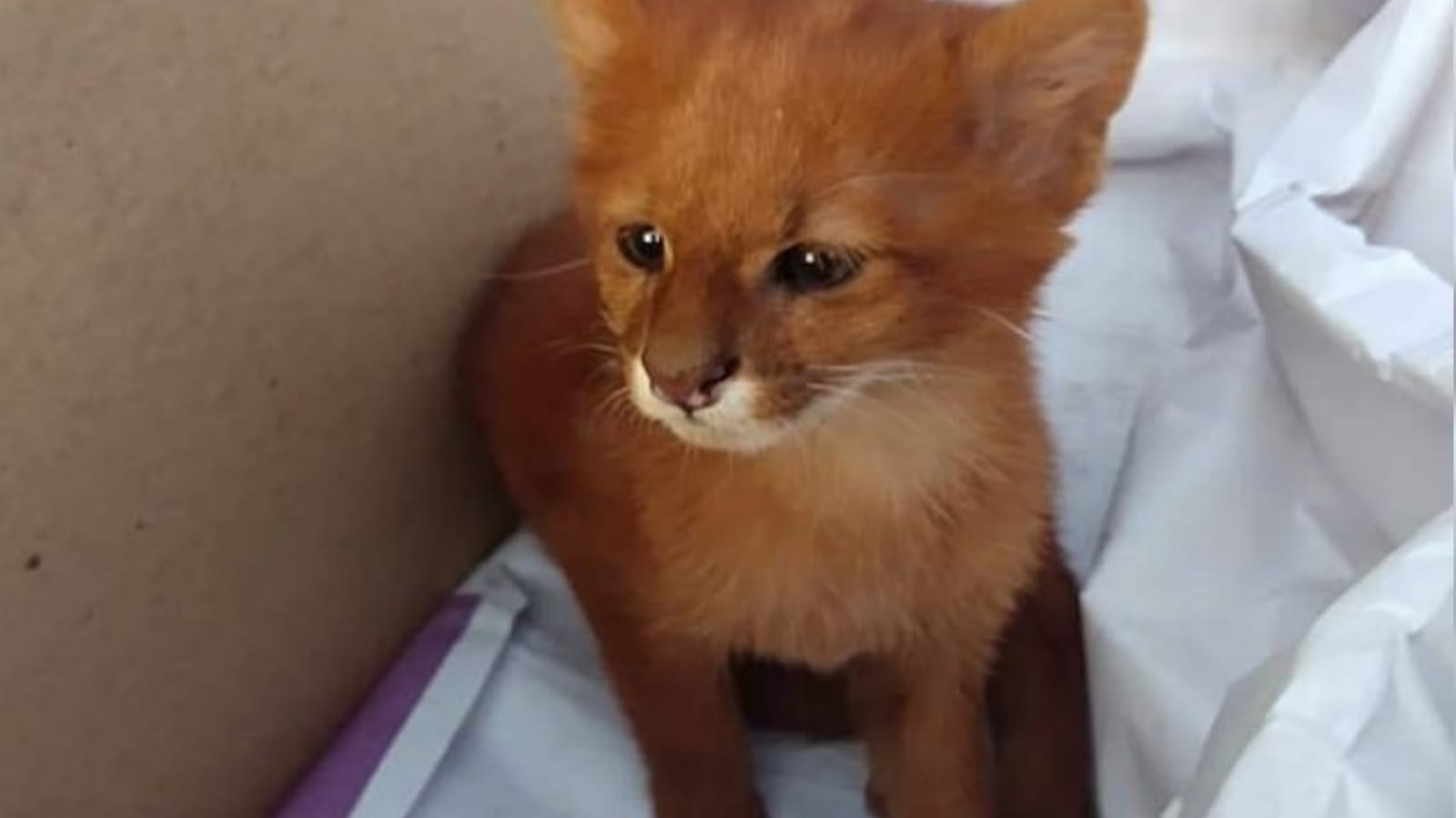 Gato selvagem laranja