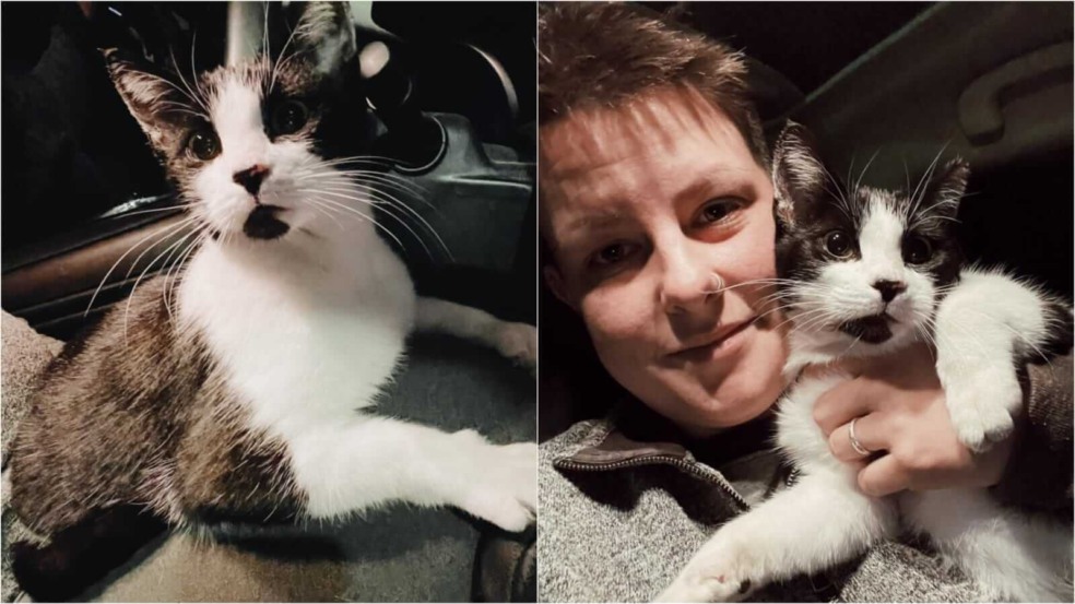 Mulher com gato no carro