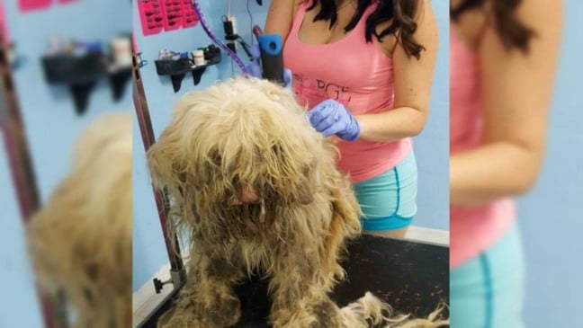 Mulher raspando pelos de cachorro