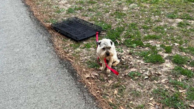 Foto: Reprodução/The Dodo/Tiffany Maki