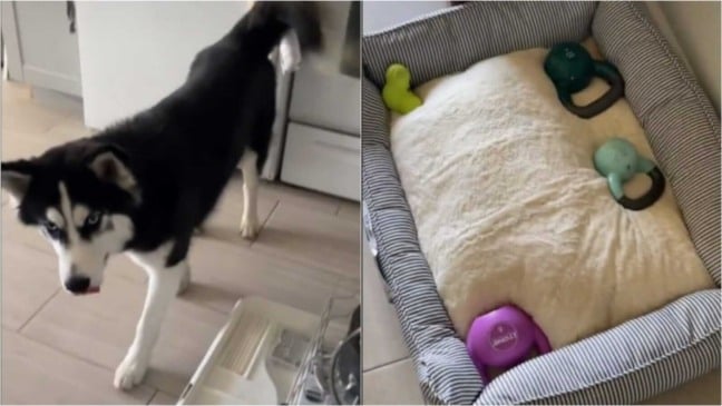 Cachorro e pesos de exercícios em cama de pet