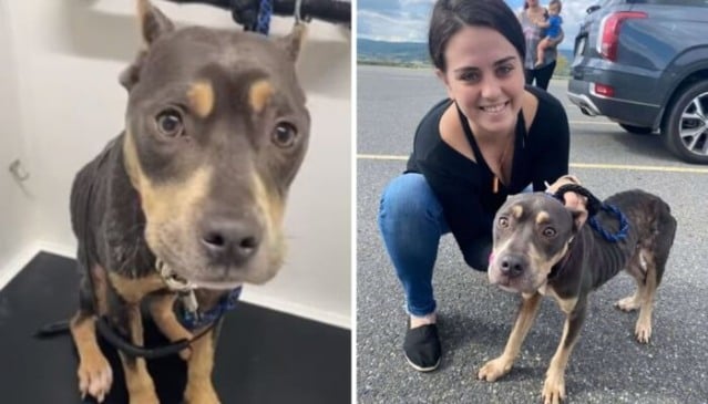 Mulher abraçada com cachorro
