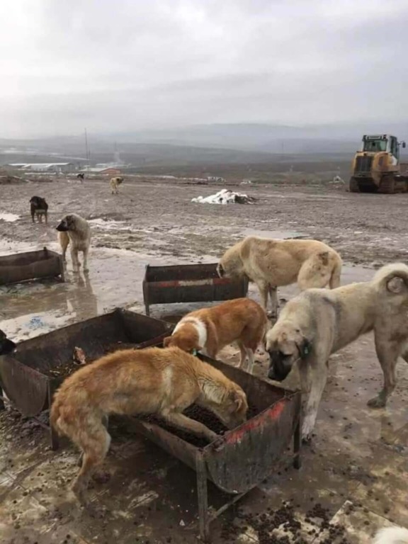 Cachorros em aterro sanitário