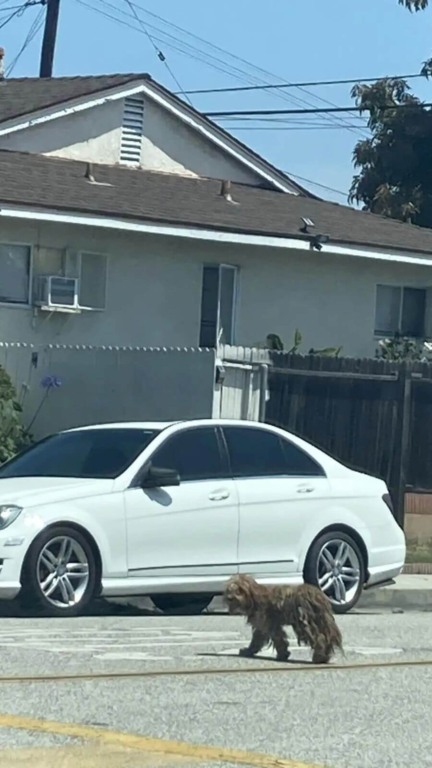 Cachorro abandonado é resgatado
