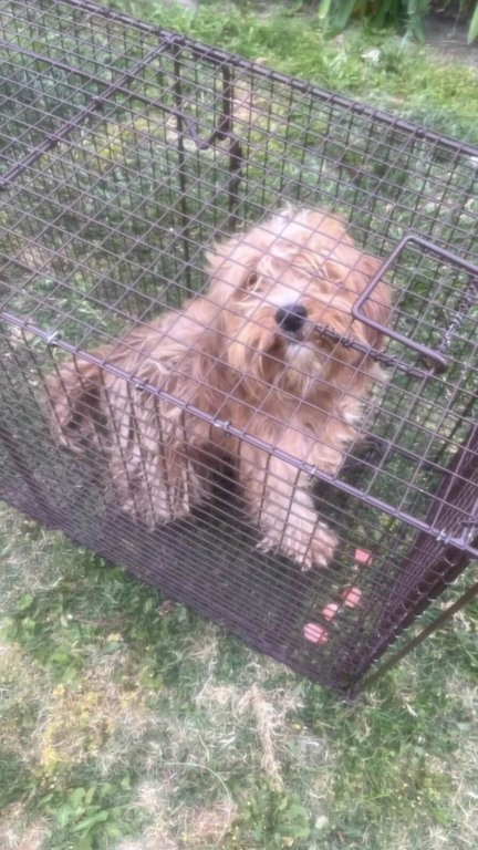 Cachorro abandonado é resgatado