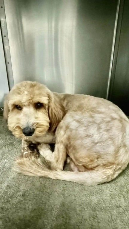 Cachorro abandonado é resgatado